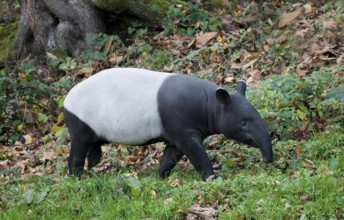 Malayan Tapir (tapirus indicus), Adult