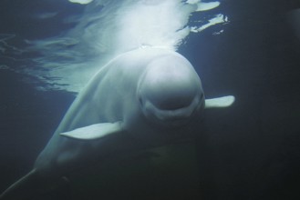 Beluga Whale (delphinapterus leucas) or White Whale, Adult, Underwater View