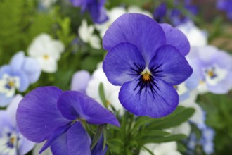 Horned violet flower Viola cornuta