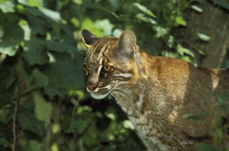 ASIA GOLD CAT OR TEMMINK CAT catopuma temmincki