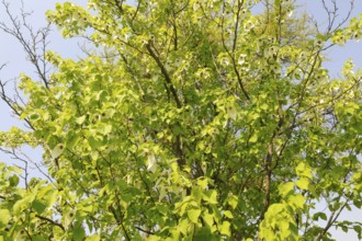 Dove tree (Davidia involucrata var.vilmoriniana), dove tree, Tupelo family (Nyssaceae)