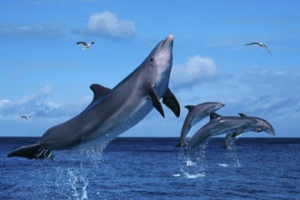 Bottlenose Dolphins (Tursiops truncatus) and gulls