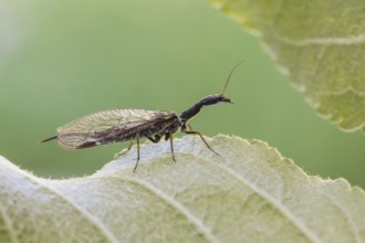 Kamelhalsfliege, Snakeflies, Raphidioptera