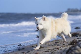 With my Icelandic dog on the Baltic Sea beach