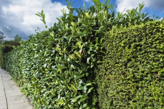 Cherry laurel hedge in Essen, Germany, Europe