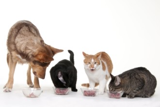 Domestic cat and mixed breed dog, barf, barfen, raw food, raw feeding dish, food bowl
