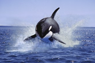 Killer Whale (orcinus orca), Adult Leaping, Canada, North America
