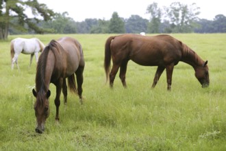Horses feeding grass in a Texas green meadow, nature