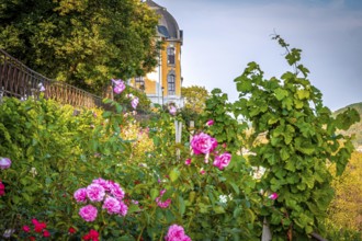 Rose garden in bloom in front of the rococo castle of the Dornburg Palaces in late summer,