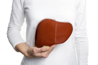 Female person holding red human liver model at white body