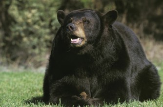 AMERICAN BLACK BEAR (ursus americanus), ADULT WITH OPEN MOUTH, CANADA