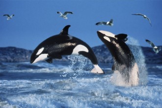 Killer whales (Orcinus orca)
