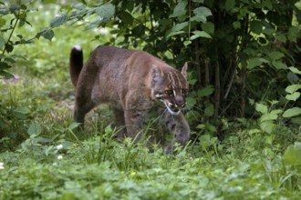 ASIA GOLD CAT OR TEMMINK CAT catopuma temmincki