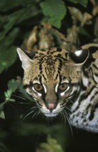 Ocelot (leopardus pardalis), portrait of an adult