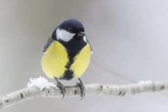 great tit