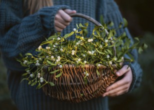 A basket made of woven willow wood full of mistletoe (viscum) in a rustic and natural style held in