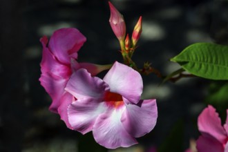 Mandevilla (syn.: Dipladenia A.DC.), Bavaria, Germany, Europe