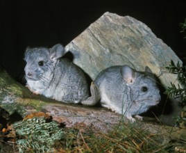 Chinchilla, chinchilla laniger, Adults