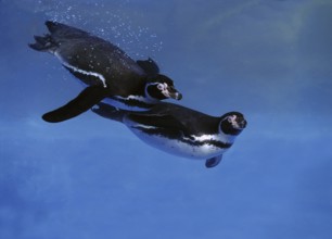 Humboldt Penguin (spheniscus humboldti), Adults swimming under water