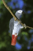 African Grey Parrot (psittacus erithacus), Adult hanging from Branch