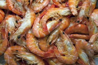 A close-up of a group of shrimps