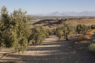 Muela hill view from the nearby olive grove, Castulo archeological site, Jaen province, Spain,