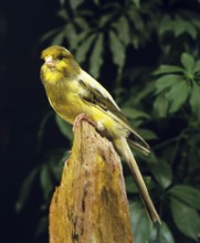 Yorkshire Canary