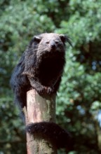 Binturong (Arctictis binturong), bear cat
