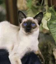 Balinese domestic cat