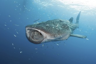 Whale Shark (Rhincodon typus), Cenderawasih Bay, West Papua, Indonesia, Asia