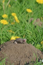 European mole (Talpa europaea), North Rhine-Westphalia, molehill, Germany, Europe