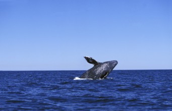 GREY WHALE OR GRAY WHALE (eschrichtius robustus), ADULT BREACHING, BAJA CALIFORNIA IN MEXICO