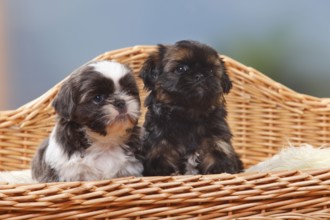 Shih Tzu, puppies, 6 weeks