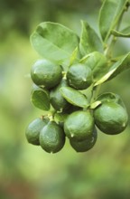 Um, lemon (Citrus limon), lemon tree rue family, BRANCH OF LEMON TREE IN HAWAII