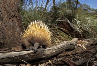 SHORT BEAKED ECHIDNA (tachyglossus aculeatus), ADULT, AUSTRALIA