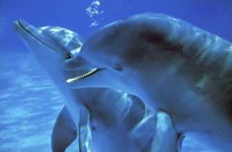 Bottlenose Dolphin (tursiops truncatus), Adults Communicating