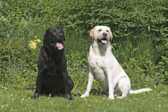 2 Labrador Retrievers sitting side by side in the meadow