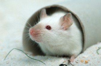 White Mouse, House Mouse