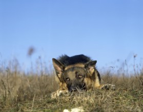 German Shepherd Dog, Adult laying Down on Grass, Submissive Posture