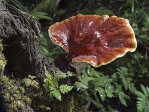 Red Reishi (Ganoderma lucidum), commonly known as Ling Zhi in Chinese, is a herbal mushroom known