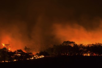 Bushfire, KwaZulu-Natal, South Africa, Fire, Africa