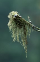 Bearded lichen (Usnea barbata), Sweden, Europe