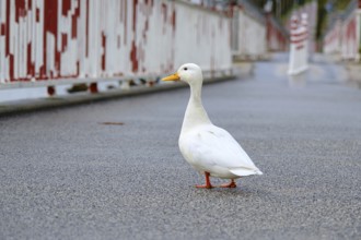 Peking duck (Anas platyrhynchos domestica) on a bridge on the Rhine, Düsseldorf, Germany, Europe