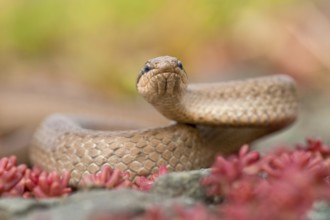 Smooth snake (Coronella austriaca) Rhineland-Palatinate, Germany, Europe
