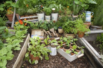 Garden with herbs