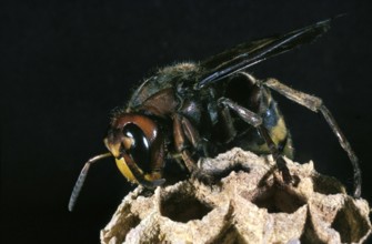 Hornet, vespa crabo, Adult standing on Nid