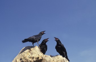 Common raven (corvus corax), adult calls