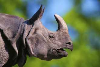Indian rhinoceros (Rhinoceros unicornis)