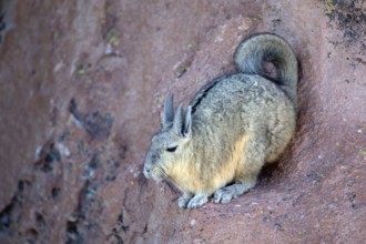 Viscacha