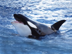 Killer Whale (orcinus orca), Adult Breatching